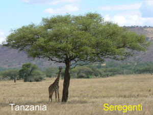 Serengeti